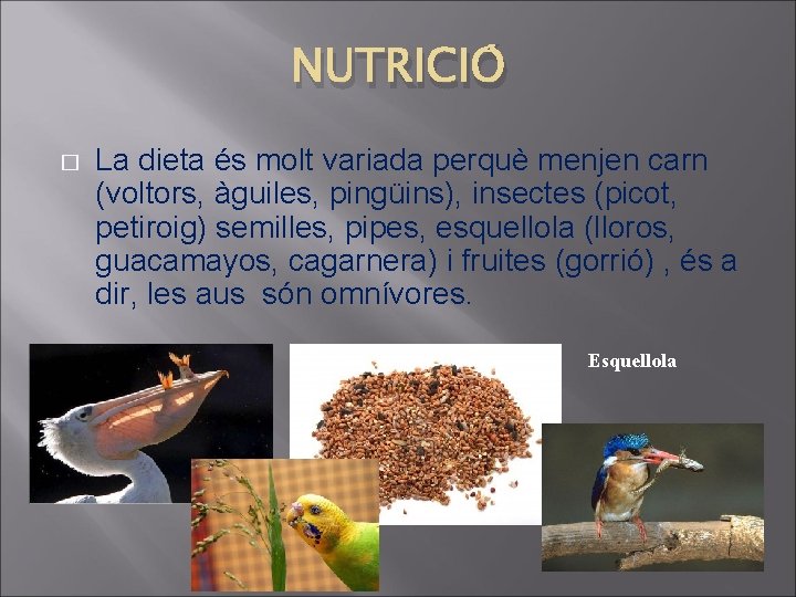 NUTRICIÓ � La dieta és molt variada perquè menjen carn (voltors, àguiles, pingüins), insectes