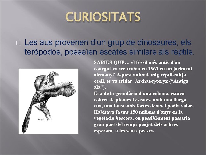 CURIOSITATS � Les aus provenen d’un grup de dinosaures, els terópodos, posseïen escates similars