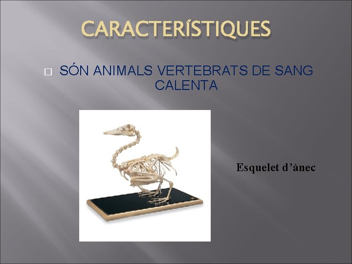 CARACTERÍSTIQUES � SÓN ANIMALS VERTEBRATS DE SANG CALENTA Esquelet d’ànec 