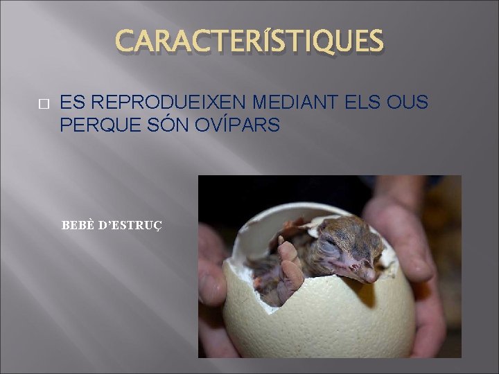 CARACTERÍSTIQUES � ES REPRODUEIXEN MEDIANT ELS OUS PERQUE SÓN OVÍPARS BEBÈ D’ESTRUÇ 