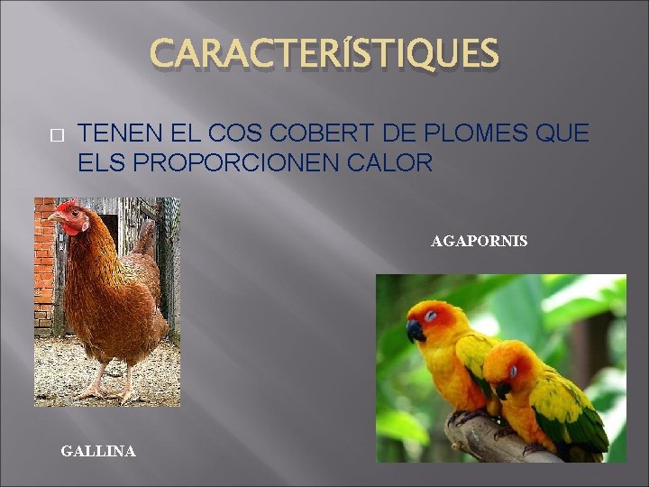 CARACTERÍSTIQUES � TENEN EL COS COBERT DE PLOMES QUE ELS PROPORCIONEN CALOR AGAPORNIS GALLINA