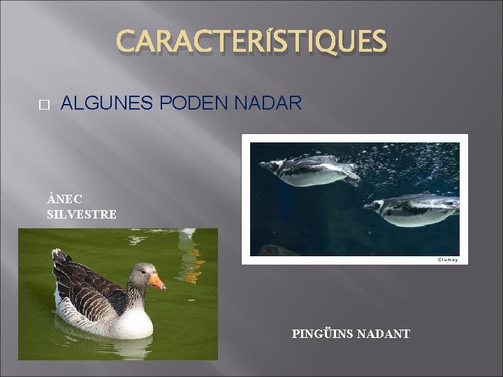 CARACTERÍSTIQUES � ALGUNES PODEN NADAR ÀNEC SILVESTRE PINGÜINS NADANT 