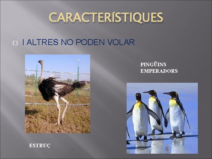 CARACTERÍSTIQUES � I ALTRES NO PODEN VOLAR PINGÜINS EMPERADORS ESTRUÇ 