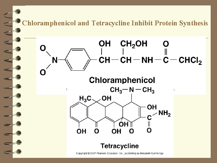 Chloramphenicol and Tetracycline Inhibit Protein Synthesis 