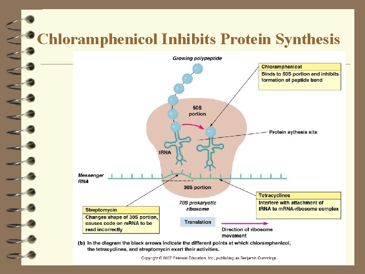 Chloramphenicol Inhibits Protein Synthesis 