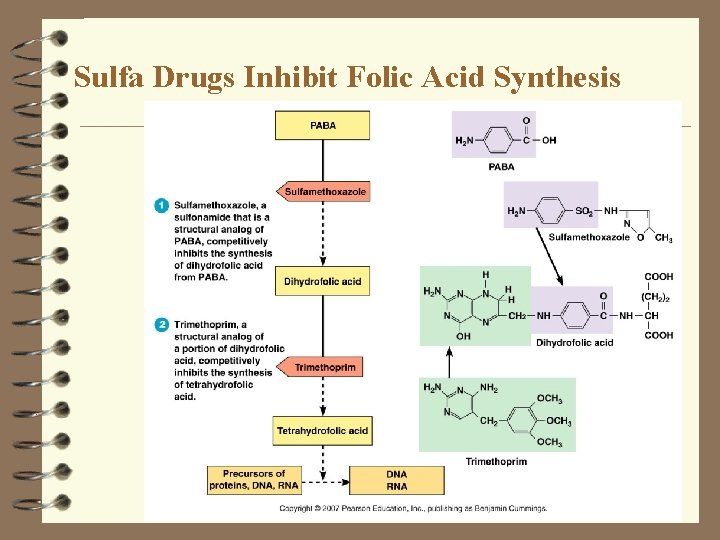 Sulfa Drugs Inhibit Folic Acid Synthesis 