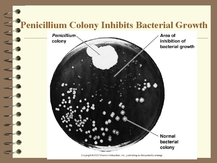 Penicillium Colony Inhibits Bacterial Growth 
