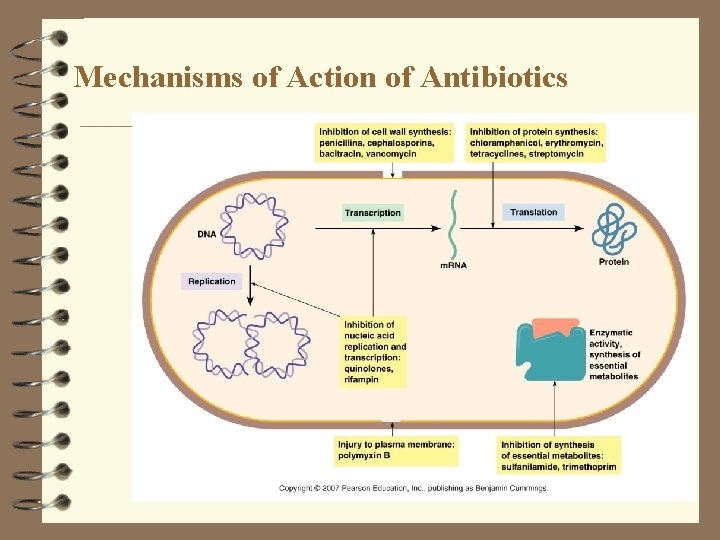 Mechanisms of Action of Antibiotics 