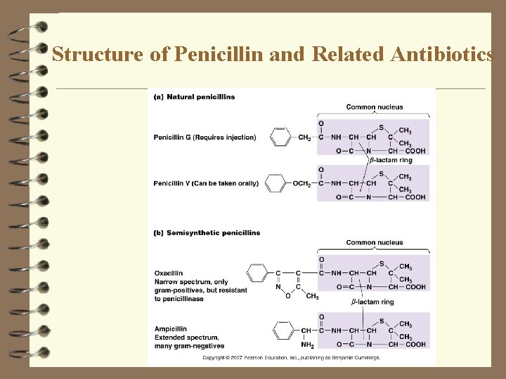 Structure of Penicillin and Related Antibiotics 