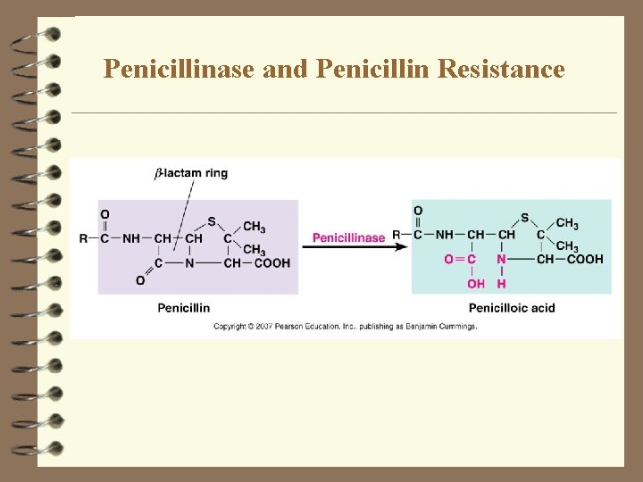 Penicillinase and Penicillin Resistance 