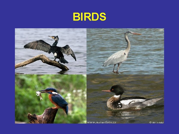 BIRDS 