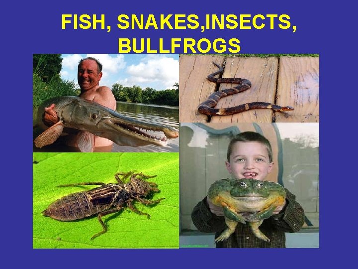 FISH, SNAKES, INSECTS, BULLFROGS 