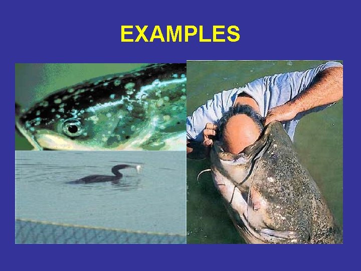 EXAMPLES 