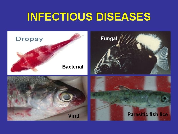INFECTIOUS DISEASES Fungal Bacterial Viral Parasitic fish lice 