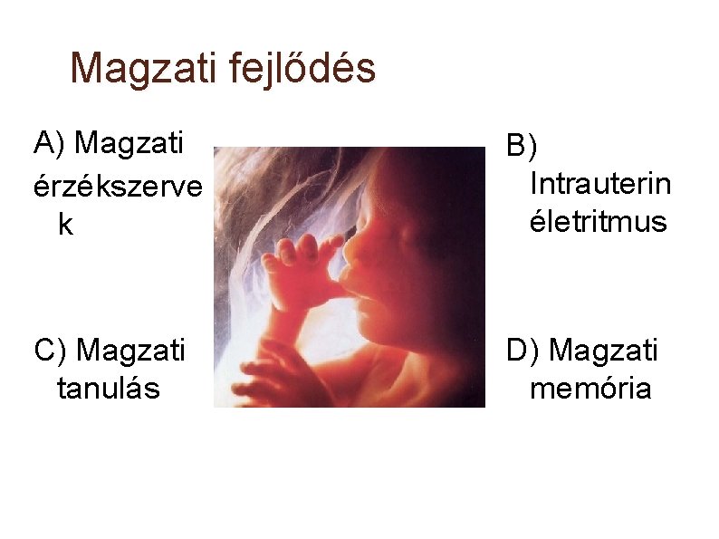 Magzati fejlődés A) Magzati érzékszerve k B) Intrauterin életritmus C) Magzati tanulás D) Magzati