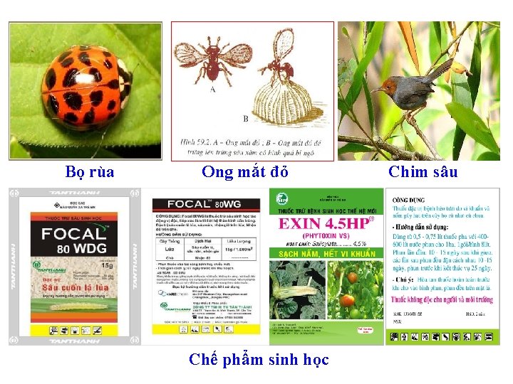 Bọ rùa Ong mắt đỏ Chế phẩm sinh học Chim sâu 