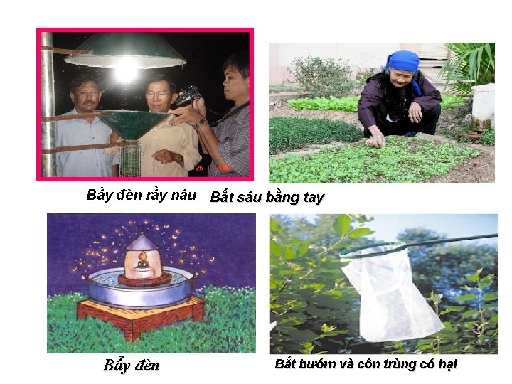 Bẫy đèn rầy nâu Bắt sâu bằng tay Bẫy đèn Bắt bướm và côn