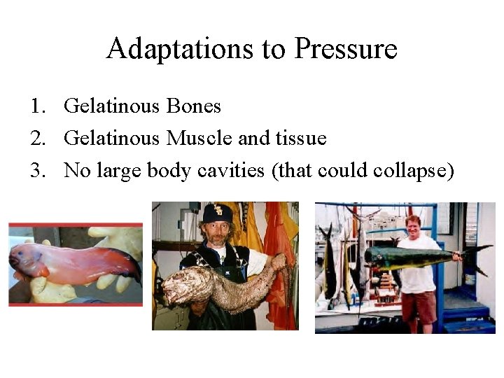 Adaptations to Pressure 1. Gelatinous Bones 2. Gelatinous Muscle and tissue 3. No large