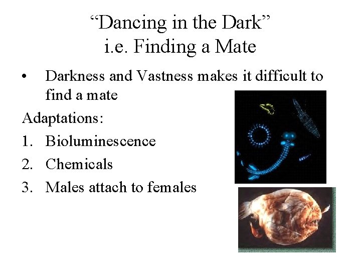 “Dancing in the Dark” i. e. Finding a Mate • Darkness and Vastness makes