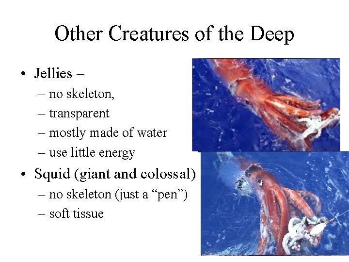 Other Creatures of the Deep • Jellies – – no skeleton, – transparent –