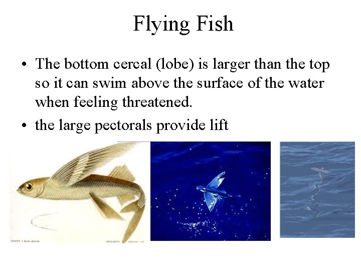 Flying Fish • The bottom cercal (lobe) is larger than the top so it