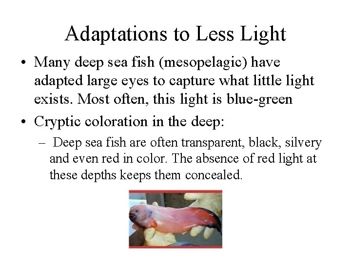 Adaptations to Less Light • Many deep sea fish (mesopelagic) have adapted large eyes
