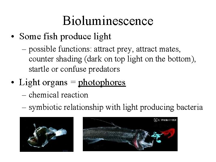 Bioluminescence • Some fish produce light – possible functions: attract prey, attract mates, counter