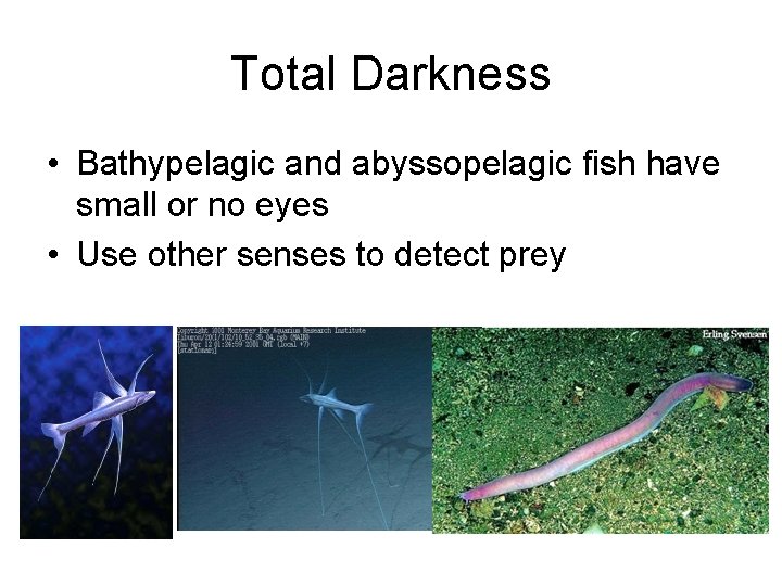 Total Darkness • Bathypelagic and abyssopelagic fish have small or no eyes • Use