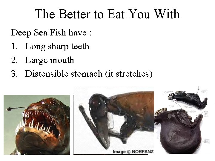 The Better to Eat You With Deep Sea Fish have : 1. Long sharp