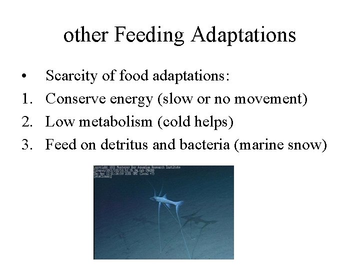 other Feeding Adaptations • 1. 2. 3. Scarcity of food adaptations: Conserve energy (slow