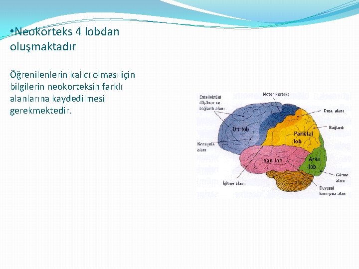  • Neokorteks 4 lobdan oluşmaktadır Öğrenilenlerin kalıcı olması için bilgilerin neokorteksin farklı alanlarına