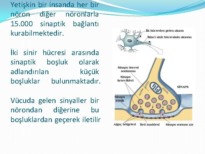 Yetişkin bir insanda her bir nöron diğer nöronlarla 15. 000 sinaptik bağlantı kurabilmektedir. İki
