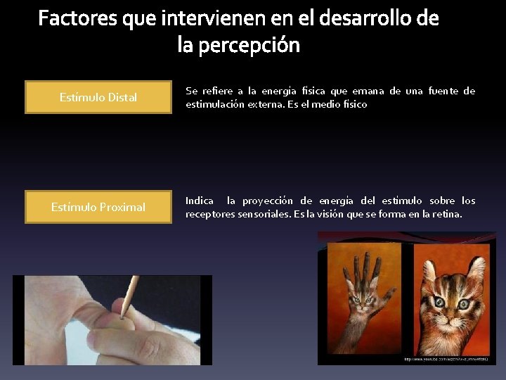 Factores que intervienen en el desarrollo de la percepción Estímulo Distal Se refiere a