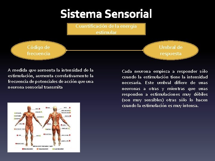 Sistema Sensorial Cuantificación de la energía estimular Código de frecuencia A medida que aumenta