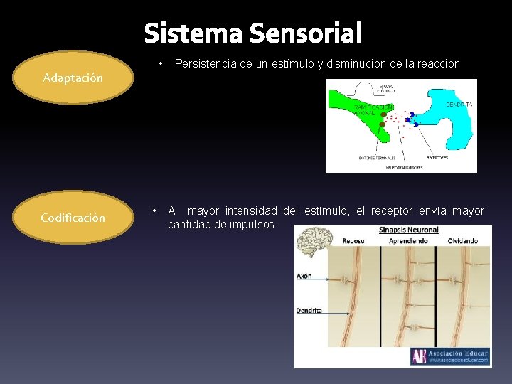 Sistema Sensorial • Adaptación Codificación • Persistencia de un estímulo y disminución de la