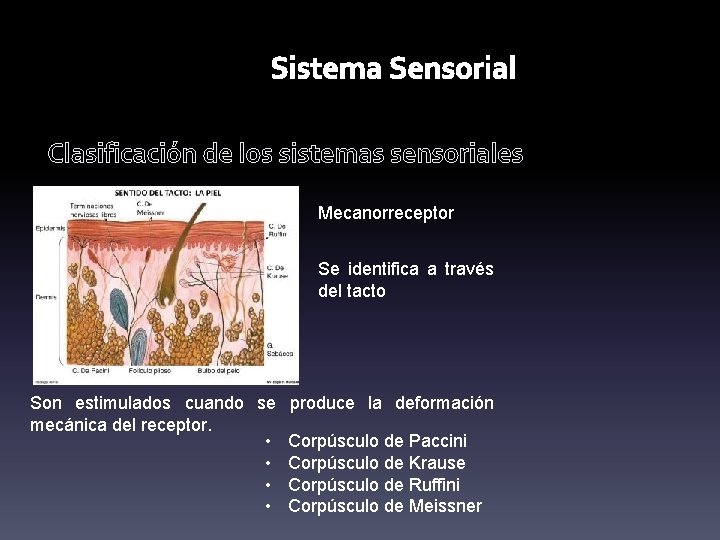 Sistema Sensorial Clasificación de los sistemas sensoriales Mecanorreceptor Se identifica a través del tacto