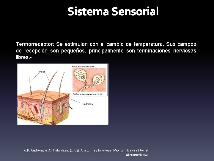 Sistema Sensorial Termorreceptor: Se estimulan con el cambio de temperatura. Sus campos de recepción