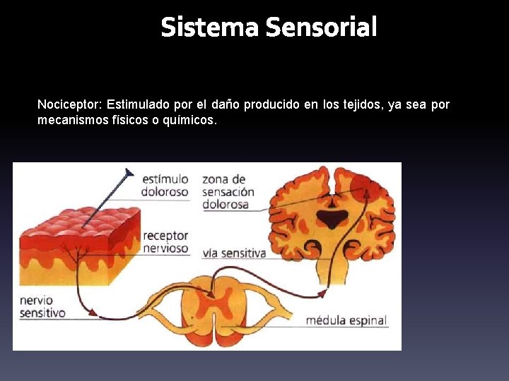 Sistema Sensorial Nociceptor: Estimulado por el daño producido en los tejidos, ya sea por