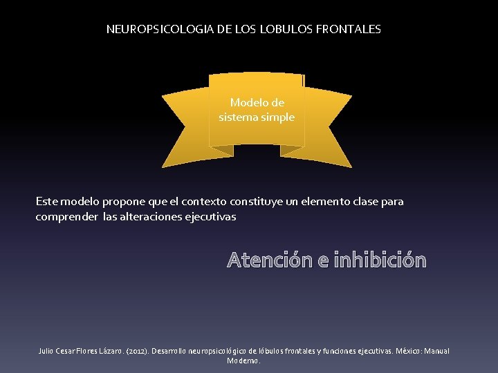 NEUROPSICOLOGIA DE LOS LOBULOS FRONTALES Modelo de sistema simple Este modelo propone que el