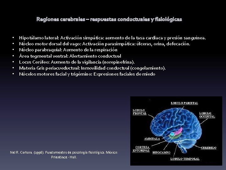 Regiones cerebrales – respuestas conductuales y fisiológicas • • Hipotálamo lateral: Activación simpática: aumento