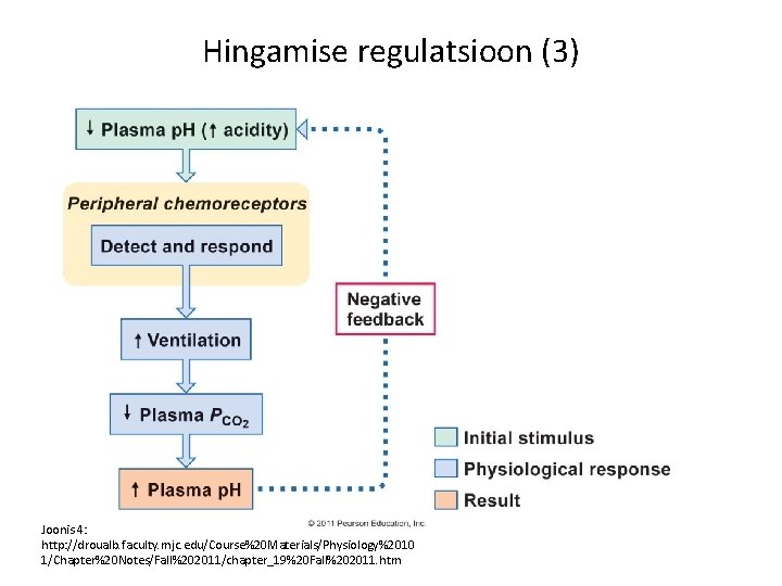 Hingamise regulatsioon (3) Joonis 4: http: //droualb. faculty. mjc. edu/Course%20 Materials/Physiology%2010 1/Chapter%20 Notes/Fall%202011/chapter_19%20 Fall%202011.