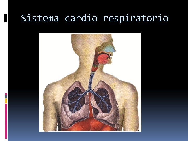 Sistema cardio respiratorio 