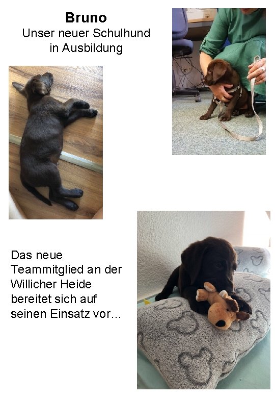 Bruno Unser neuer Schulhund in Ausbildung Das neue Teammitglied an der Willicher Heide bereitet