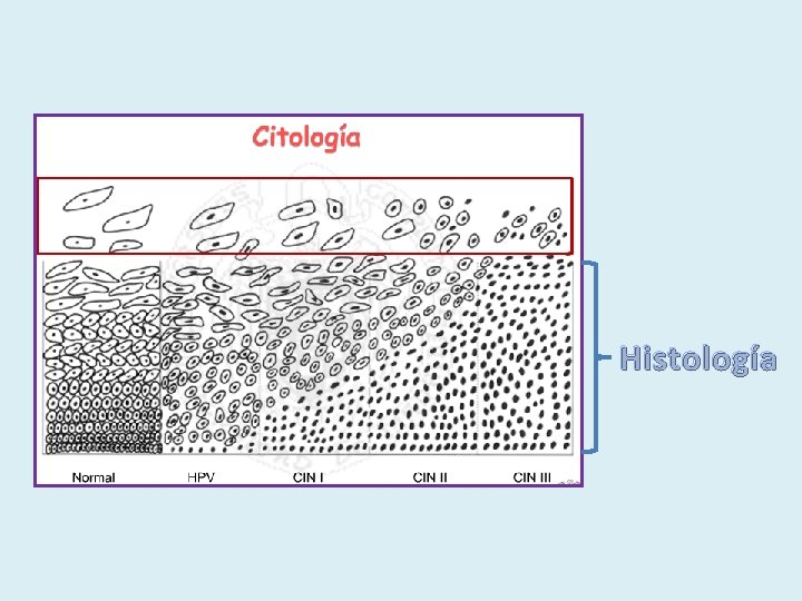 Histología 