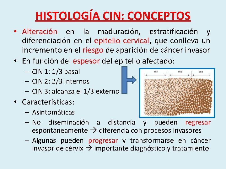 HISTOLOGÍA CIN: CONCEPTOS • Alteración en la maduración, estratificación y diferenciación en el epitelio