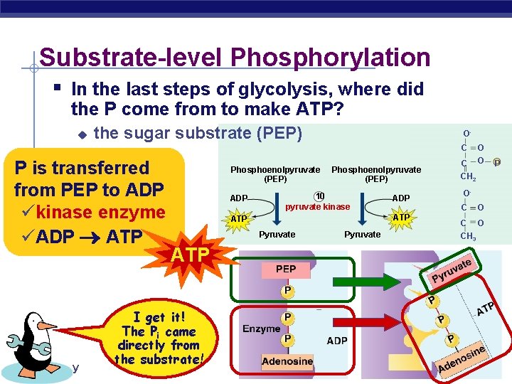 Substrate-level Phosphorylation § In the last steps of glycolysis, where did the P come