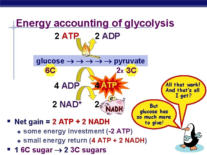 Energy accounting of glycolysis 2 ATP 2 ADP glucose pyruvate 2 x 3 C