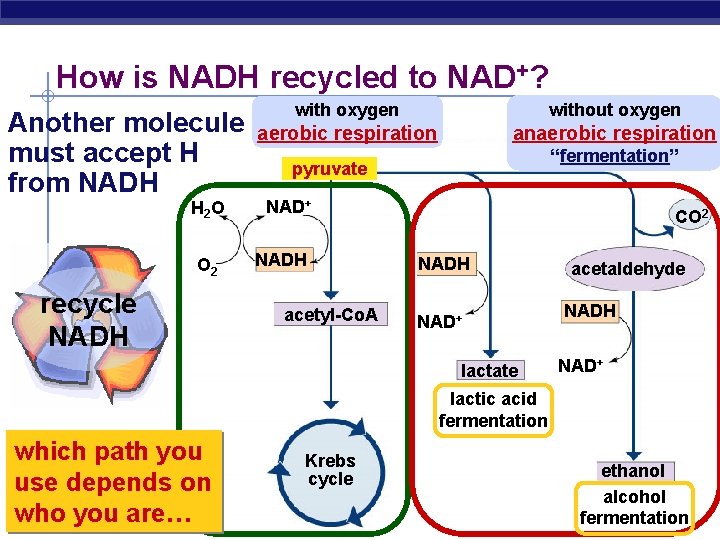 How is NADH recycled to NAD+? without oxygen with oxygen Another molecule aerobic respiration