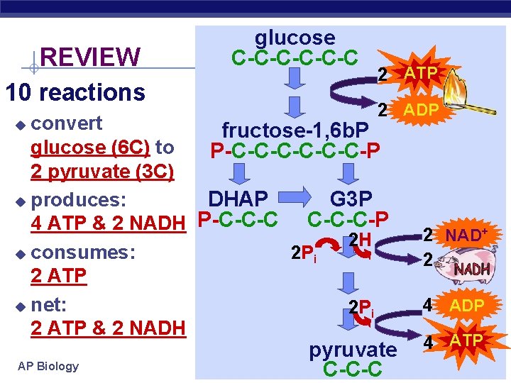 REVIEW 10 reactions glucose C-C-C-C 2 ATP 2 ADP convert fructose-1, 6 b. P