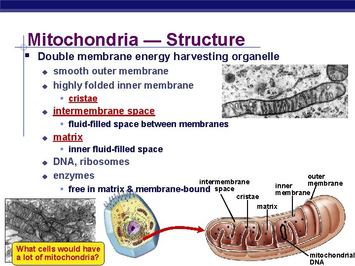 Mitochondria — Structure § Double membrane energy harvesting organelle u u smooth outer membrane